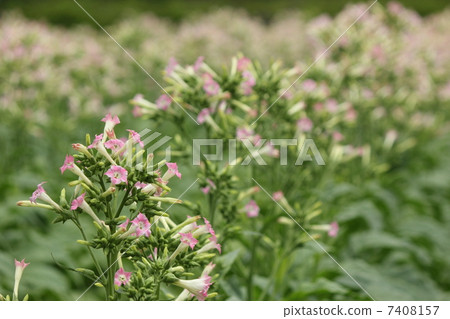 Cigarette Flower Cigarette Flower 7408157