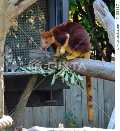 橫濱動物園Zoorasia的Sedge Ki Novoli袋鼠 7408517