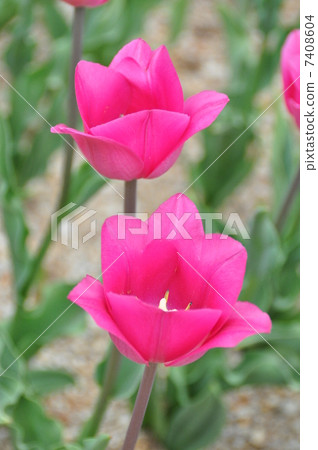 Tulip 7408604