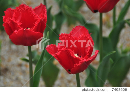 鬱金香 7408606