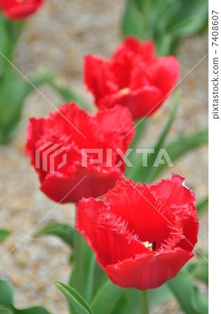 鬱金香 7408607