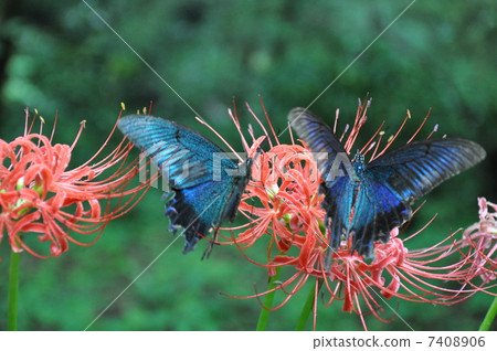 雙人 雙人 7408906