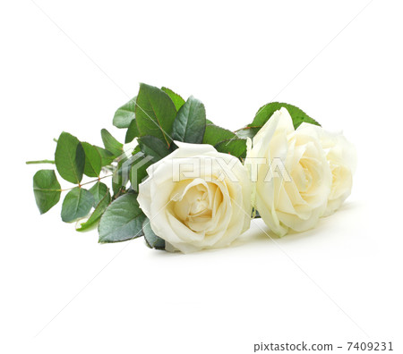 three white roses isolated on white 7409231