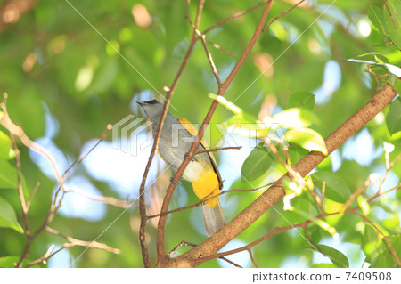 Hymnus螞蚱灰色鼓起的歌手 7409508