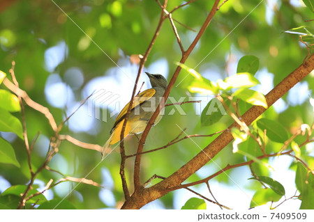 Hymnus螞蚱灰色鼓起的歌手 7409509