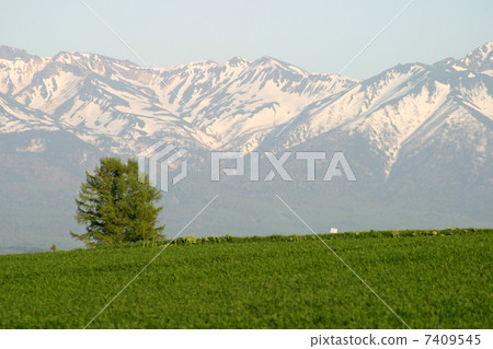 嵐樹？十勝達山 7409545