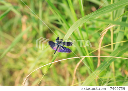 蝴蝶蜻蜓 7409759