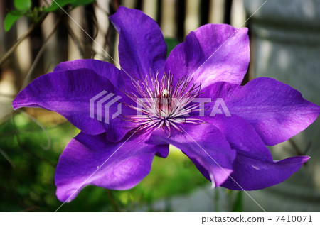 Tessen Teten Clematis紫色 Tessen Teten Clematis紫色 7410071