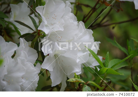 杜鵑花杜鵑花白色白花 7410072