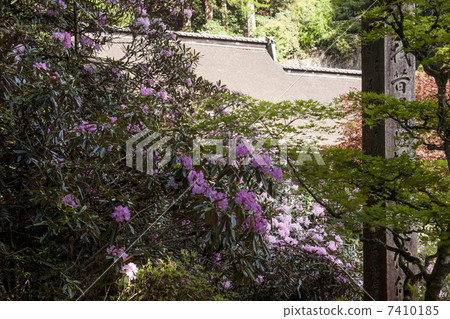 Kaneko Sanjyosen's Shiroshi 7410185