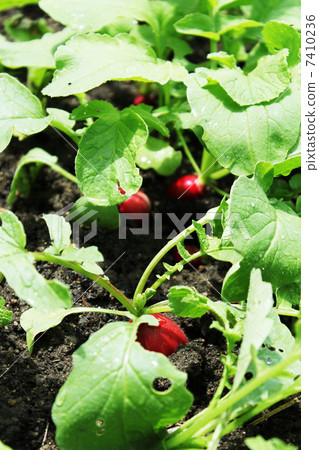  Radish of the field 7410236