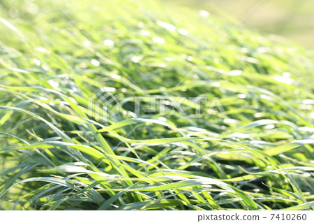 Early summer breeze 7410260