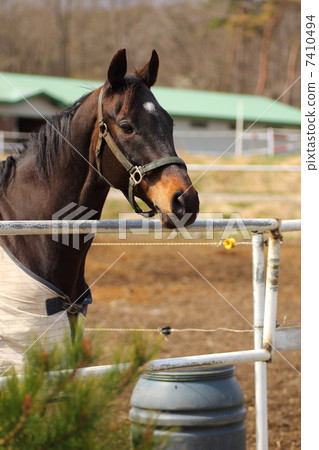 陸生動物 牲畜 家畜 7410494