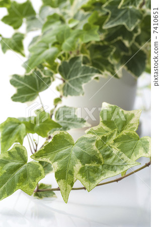 Close-up of ivy leaves Close-up of ivy leaves 7410651