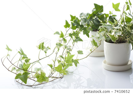 Potted pots of ivy on white background 7410652