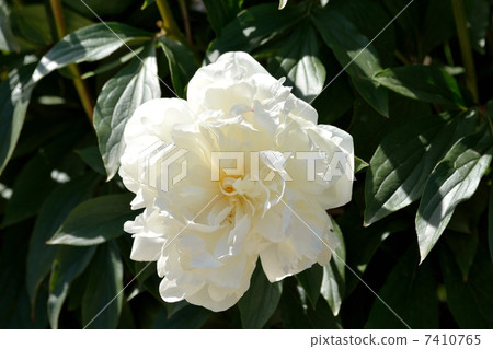 牡丹盛開 7410765