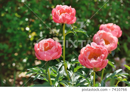 Peony in full bloom 7410766