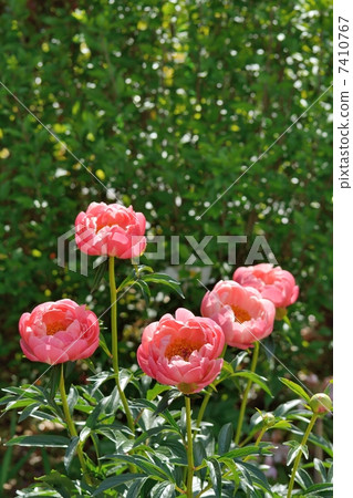 牡丹盛開 7410767