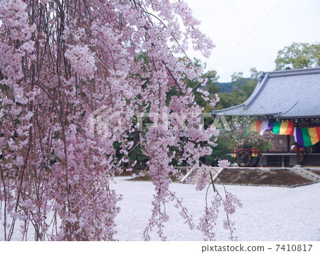 Spring of the Sagano Daimyoji 7410817