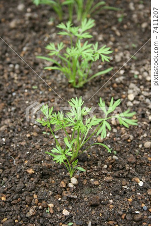 Carrots bud 7411207