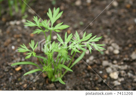 Carrots bud 7411208