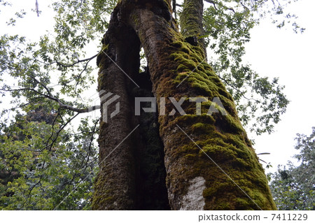 Moss and big tree Moss and big tree 7411229