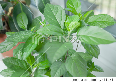green home plant closeup green home plant closeup 7411231