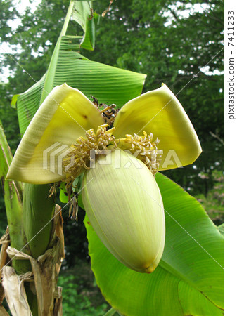 Basho的花和果子 Basho的花和果子 7411233