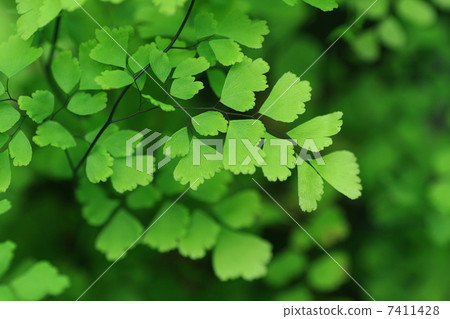 Asian Tam Asian Tam 7411428