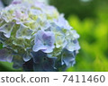 hydrangea   7411460