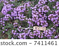 Eco 7411461