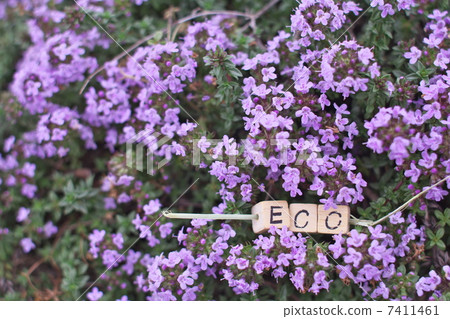 Eco Eco 7411461