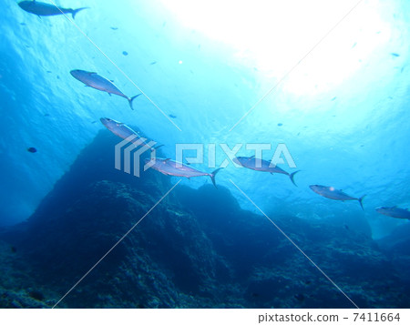 一群金槍魚從頭頂過去 一群金槍魚從頭頂過去 7411664