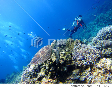 Turtles and divers Turtles and divers 7411667