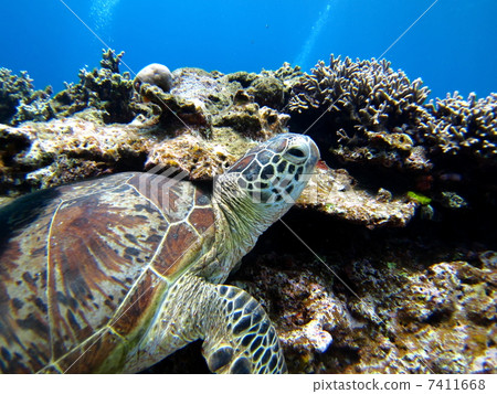 基於岩石的海龜 7411668