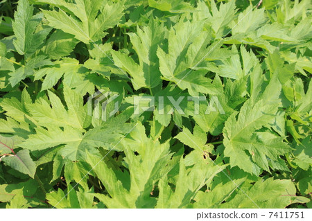 Hanaudo Hanaudo 7411751