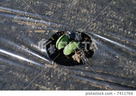 Germination of edamame 7411768