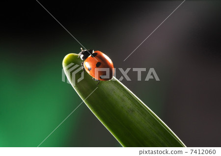 ladybug on leaf ladybug on leaf 7412060