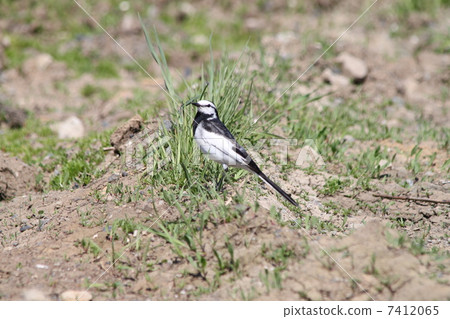 Taxi isle Taxi isle 7412065