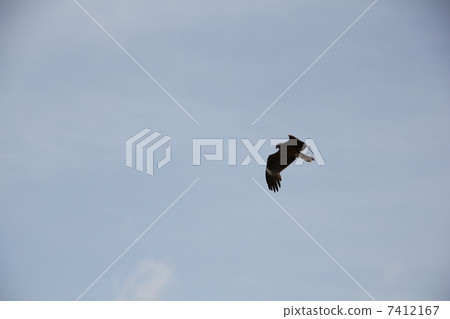 一隻鳥 一隻鳥 7412167