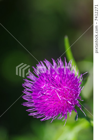 薊花 7412271