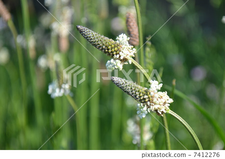 長葉車前 7412276