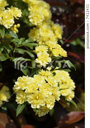 Mockybara（紅木） 7412431