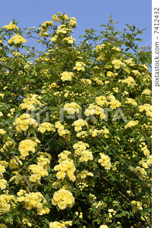 Mockybara（紅木） 7412432