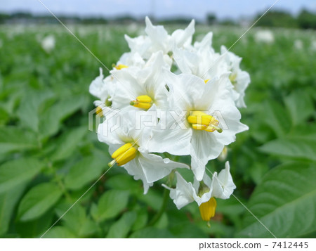 Potato flowers Potato flowers 7412445