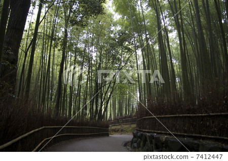 Kyoto Bamboo grove Kyoto Bamboo grove 7412447