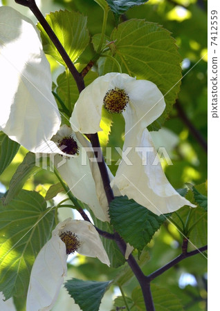Handkerchief tree flower 7412559