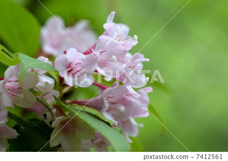 Weigela 7412561