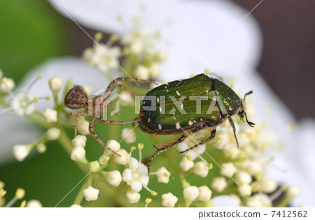 A spider attacking Hanamuguri 7412562