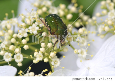 Cetoniinae Cetoniinae 7412563